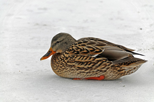 1280px Nova Scotia Cold Duck! (2200306156)