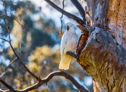 Sulphur-crested cockatoo