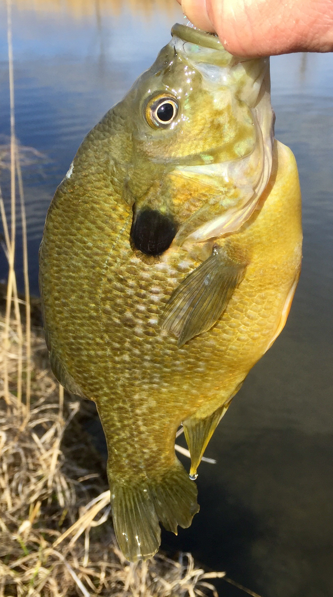 Longear Sunfish In Kansas City Vicinity? - General Angling Discussion -  OzarkAnglers.Com Forum