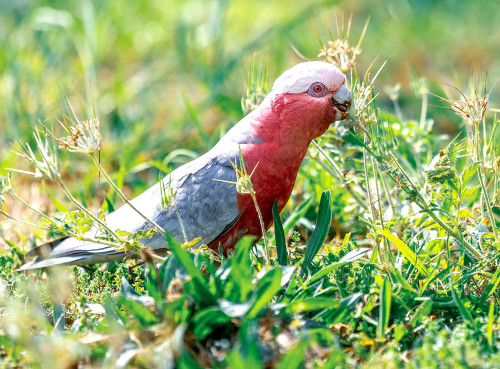 The galah, also known as the rose-breasted cockatoo