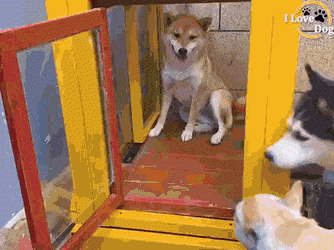 Activity-4-Dogs.gif