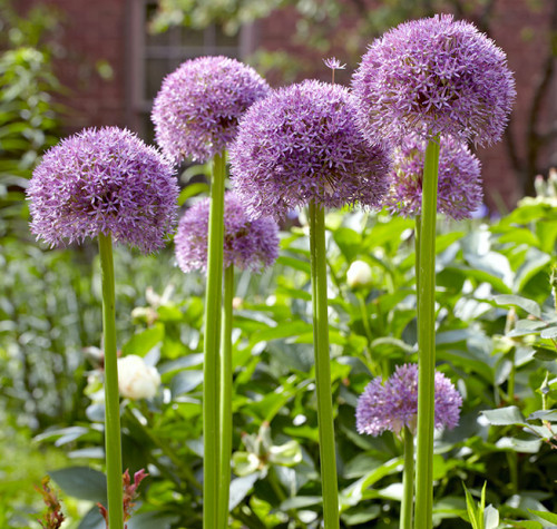 Create a dramatic element with these bold, round-shaped flowers, Allium. These classic alliums are known for the impact of purple with tall stems, but you can see them with many other shades and colors also. https://www.gardengatemagazine.com/articles/flowers-plants/plant-guide/amazing-alliums/