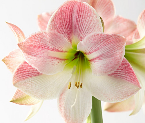 Have your Amaryllis to bloom in summers too by following the steps as suggested in your Garden Gate magazine, and with proper light and water, you can see them blossoming.  https://www.gardengatemagazine.com/articles/how-to/water-feed/help-your-amaryllis-bloom-two-times-a-year