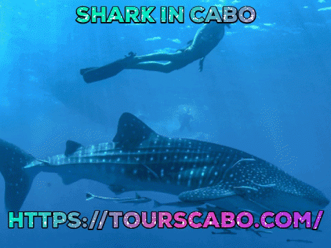 Enjoy Shark in Cabo adventure with tours Cabo. We try to make it fun loving & more enjoyable. For more information visit our website.https://bit.ly/2o3ILhi