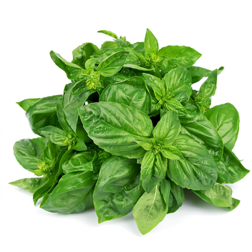 Basil-Herbs.png