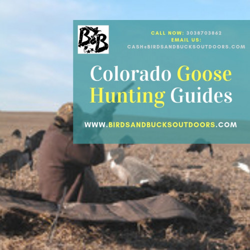 Basically, the goose hunting clubs in the regions around Colorado comprises of the experienced and efficient hunters. They assist the amateurs in an overall extent. The area, weather conditions, timings etc. play quite a major role in hunting purposes. For that, the Colorado Goose Hunting Guides assist the clients and the hunters in all aspects.

https://coloradowaterfulhunting.blogspot.com/2018/12/colorado-goose-hunting-guides.html
