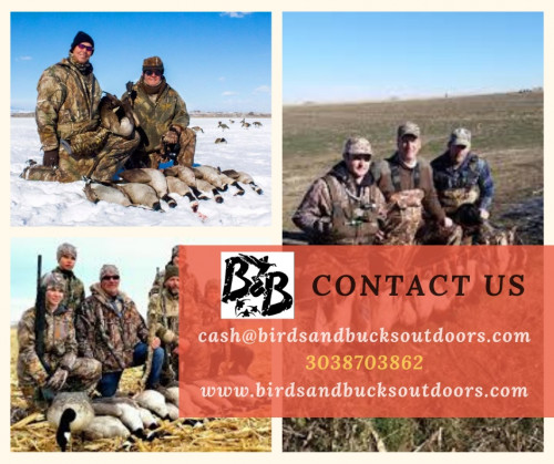 Are you looking for a Goose Hunting in Colorado? Birds & Bucks outdoors is providing the best Goose Hunting services. Our goose hunting club has opportunities near towns. For more specific info, please visit our “Colorado Goose Hunting”.