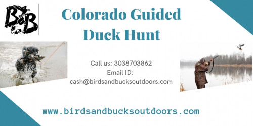Each fall Colorado runs completely guided and furnished chases for gooses in the lofty Rocky Mountains of the northern region. The Colorado Guided Duck Hunt will give your rushes as major game seasons arrive at an end. Give us a chance to add you to our considerable rundown of customers for Duck Hunting Guides.

https://www.birdsandbucksoutdoors.com/colorado-duck-hunting-guides/