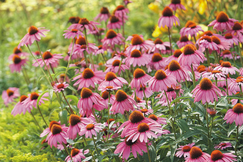 Coneflower is a traditional flower creating an emotional appeal. It is of many varieties, with varied options of colors, shapes, and styles for you to choose and add grace to your garden. https://www.gardengatemagazine.com/articles/flowers-plants/plant-guide/coneflower-growing-guide