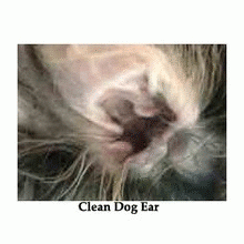 Dog-Ear-Yeast-Infection.gif