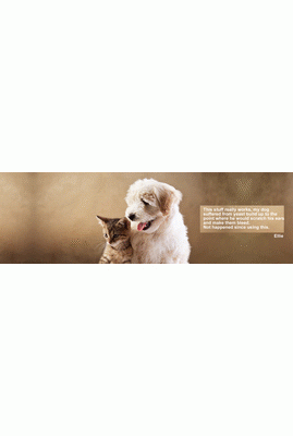 Dog-Ear-Yeast-Infectiond08d315ed4e46709.gif
