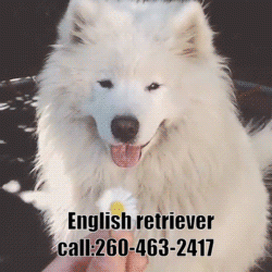 English-Retriver.gif