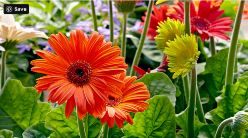 These Gerbera Daisies are not one-time bloomers but their seeds can be saved again for the next time growth. Follow the step by step directions for growing and see them blooming. https://www.gardengatemagazine.com/articles/how-to/start-seeds/how-to-grow-better-gerbera-daisies