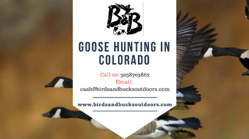 With dozens of premium hunting properties scattered throughout the Colorado Front Range we can take you on a hunt you’re sure to remember. We’ll have 10 pits as well as 2 river blinds for our members to hunt. Our random draw and online reservation system also make getting a blind easy. Enjoy some of the finest Goose Hunting in Colorado!   

https://www.birdsandbucksoutdoors.com/colorado-goose-hunting-club/