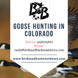 Goose-Hunting-in-Colorado