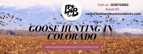 Hunting never goes out of fashion! With the passage of time, it has gained more popularity and appreciation all across the globe. Make sure the goose hunting club that you join should give you access to the good number of pits, ponds and lakes. This will serve as a welcoming opportunity for your Goose Hunting in Colorado. You are going to enjoy this sports hunting in every aspect.

https://www.birdsandbucksoutdoors.com/colorado-goose-hunting-club/
