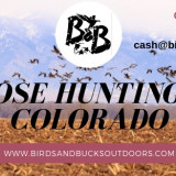Goose-Hunting-in-Coloradod0c681869833fbf7