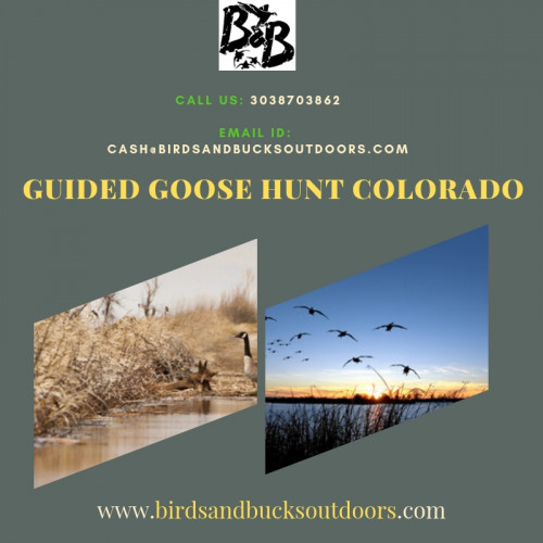 With the assorted variety in water and land, you can chase waterfowl throughout the day by just making a move between times. The fun you can experience with a Colorado Goose Hunting Guides is to bolstering or resting zones or bounce shooting. With a professional Guided Goose Hunt Colorado around, you will definitely enjoy a great goose hunting endeavor. Visit us now!

https://www.birdsandbucksoutdoors.com/colorado-goose-hunting-guides/