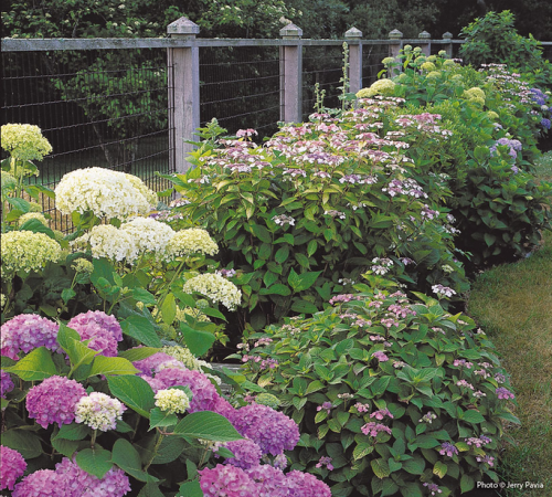 Garden gate gives the best tips about the Hydrangea care to make your garden glow with these flowering shrubs. Moist, humus, and well-drained soil in full sunlight or part shade is best for its growth. https://www.gardengatemagazine.com/articles/flowers-plants/plant-guide/how-to-care-for-your-bigleaf-hydrangeas/