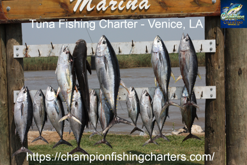 Champion Fishing Charters, the best Venice Louisiana fishing Charter Company has specialties in deep sea tuna fishing trips. We strive to provide you the expertise of catching fish and the best planned fishing trips so that you make the most of your wonderful outing within your budget.Visit,https://bit.ly/2Ydibad