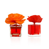 Ignite-Splash--English-Rose-1