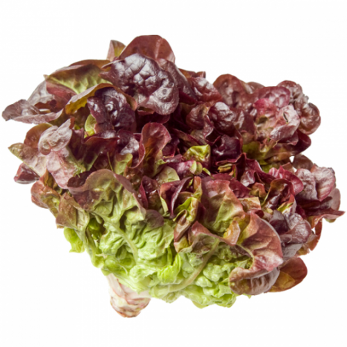 Lettuce-Oakleaf-Red77867a80e18e4fec.png