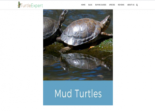 MUD-TURTLES.png