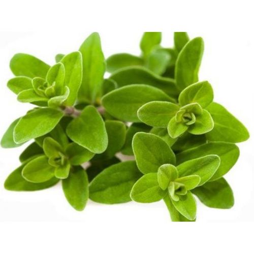 Marjoram.png