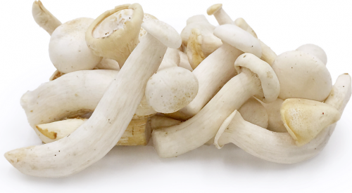 Milky-Mushroom1bd6b077d7d06c3b.png