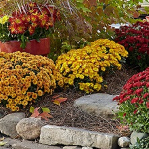 Mums Flowers also known as Chrysanthemum look dashing when grown into full bloom. Some of these plants give such a colorful display that you cannot remain recluse admiring their beauty.  https://www.gardengatemagazine.com/articles/flowers-plants/plant-guide/how-to-grow-mums/