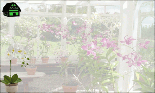 Orchid-Supplies-Florida.gif