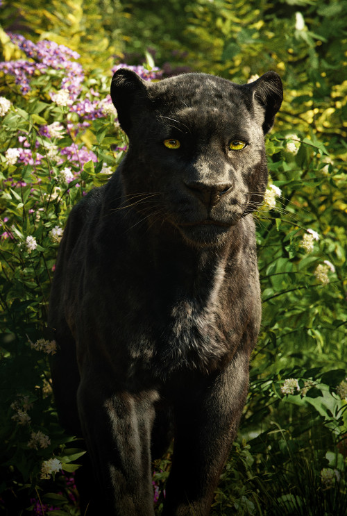 Panthers_The_Jungle_Book_2016_Bagheera_536779_4846x7200.jpg