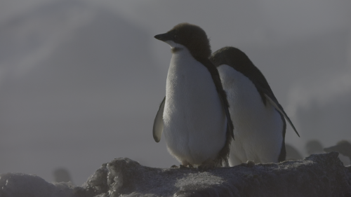Penguins.Life.on.the.Edge.2020.HDR.2160p.WEB.h265-KOGi-003-1.png