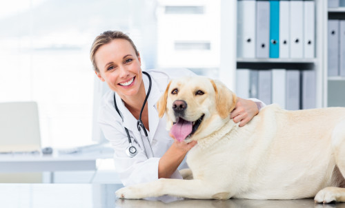 Pet-health-care---Riverstonevets.jpg