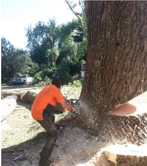 Pruning-And-Topping-Canterbury.png