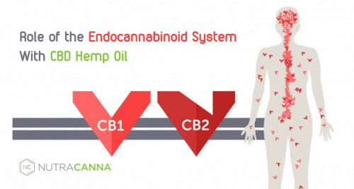 The Endocannabinoid System has a crucial work in order to ensure all the biological processes inside the system are working smoothly so that we remain fit and active. Let us see how CBD Hemp oil or other CBD products interact with ECS and boost our health. To read more visit - https://nutracannalabs.com/blogs/news/cbd-hemp-oil-and-the-role-of-ecs
#CBDproducts
 #CBDhempoil 
#CBDoilbenefits 
#CBDoil