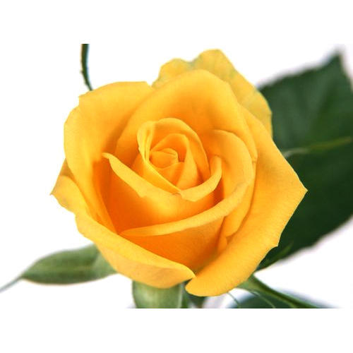 Rose-mango-yellow.jpg