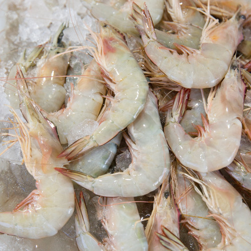 Shrimps---Image.jpg