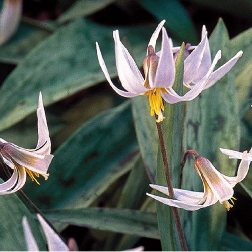 These striking beauties and onslaught of Spring are the heart throbbers; whether the beauty sprouts its petals, its uniqueness lies in instantly draping the area with light or dense shades. https://www.gardengatemagazine.com/articles/flowers-plants/plant-guide/unique-spring-flowers-for-shade/