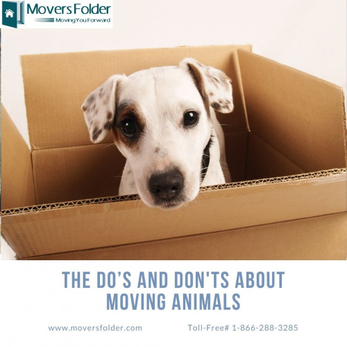 Take your pet together, because they don’t behave normal if they don't find a playing partner. Carry the registered documents and also check for all the essentials until you complete the move.

Learn More at:
https://www.moversfolder.com/moving-tips/the-dos-and-donts-about-moving-animals
(Or) Call Us @ Toll-Free# 1-866-288-3285.