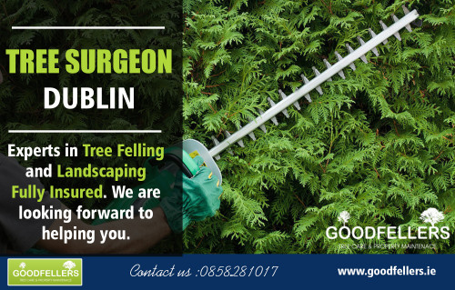 Tree-Surgeon-Dublin.jpg