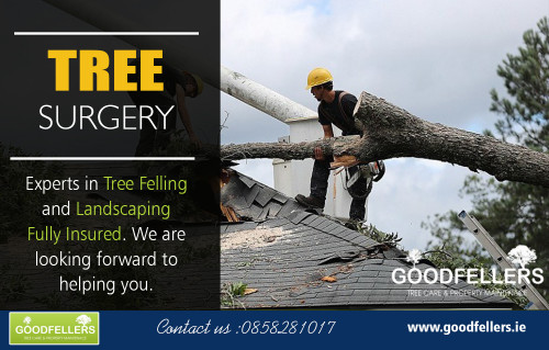 Tree-Surgery.jpg