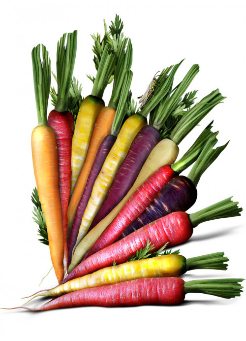 Trikaya-Carrot-Rainbow-Coloured.jpg