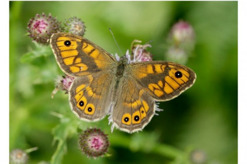 Wall_Iain-H-Leach-Butterfly-Conservation_623-3a6c5e5.jpg