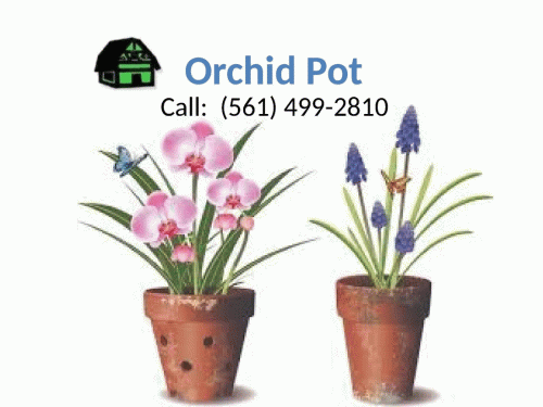 Are you looking for a beautiful Orchid Pot to grow your Orchid plant? Green Barn Orchid Supplies is the biggest orchid nursery in the USA so doesn’t worry about it. Here you can shop clay and plastic pots, Vanda baskets, pot hangers, ring stakes, rhizome clips, pot clips, S hooks, and basket wire hangers at very low cost. If you wish to decorate your house or office in a new way then it is better to include the orchid plant. If you want to shop these products, then order online by visiting our website! For more information, call at (561) 499-2810. See more at https://shop.greenbarnorchid.com/category.sc?categoryId=3