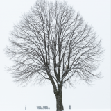 WinterTree8.png