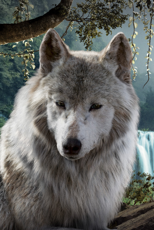 Wolves The Jungle Book 2016 Akela 536820 4845x7200