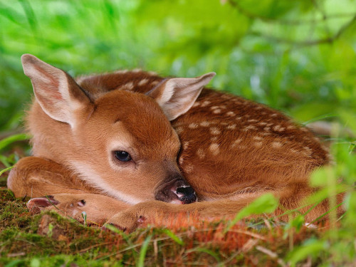 Young Deer, Fawn