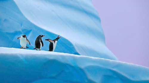 andy-rouse-antarctica-penguins-and-blue-ice-2.jpg