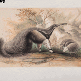 anteater